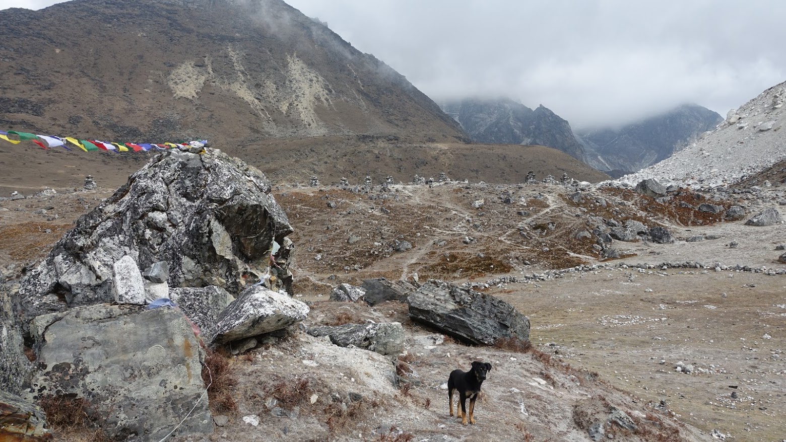 Dog making sure we are on our way