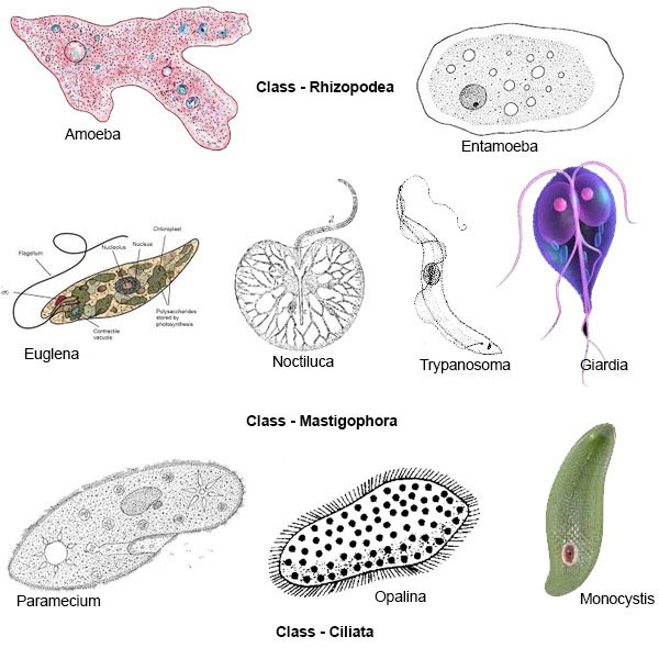Nine types of protozoa.
