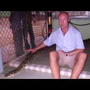 Burma Snakes 3