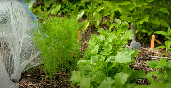 Fennel and other vegetables in a garden