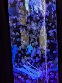 bubbles, fish and jellyfish glowing blue in tube