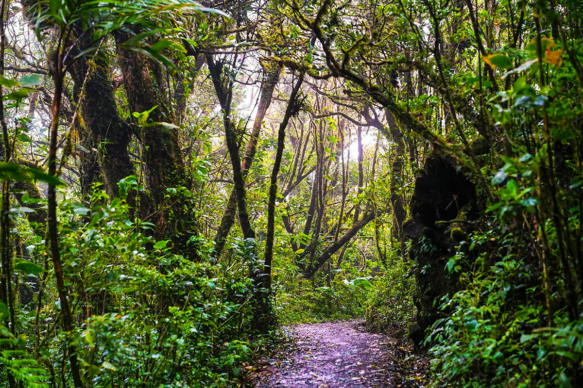  A Santa Elena Cloud Forest trail is surrounded by trees which almost form an archway…