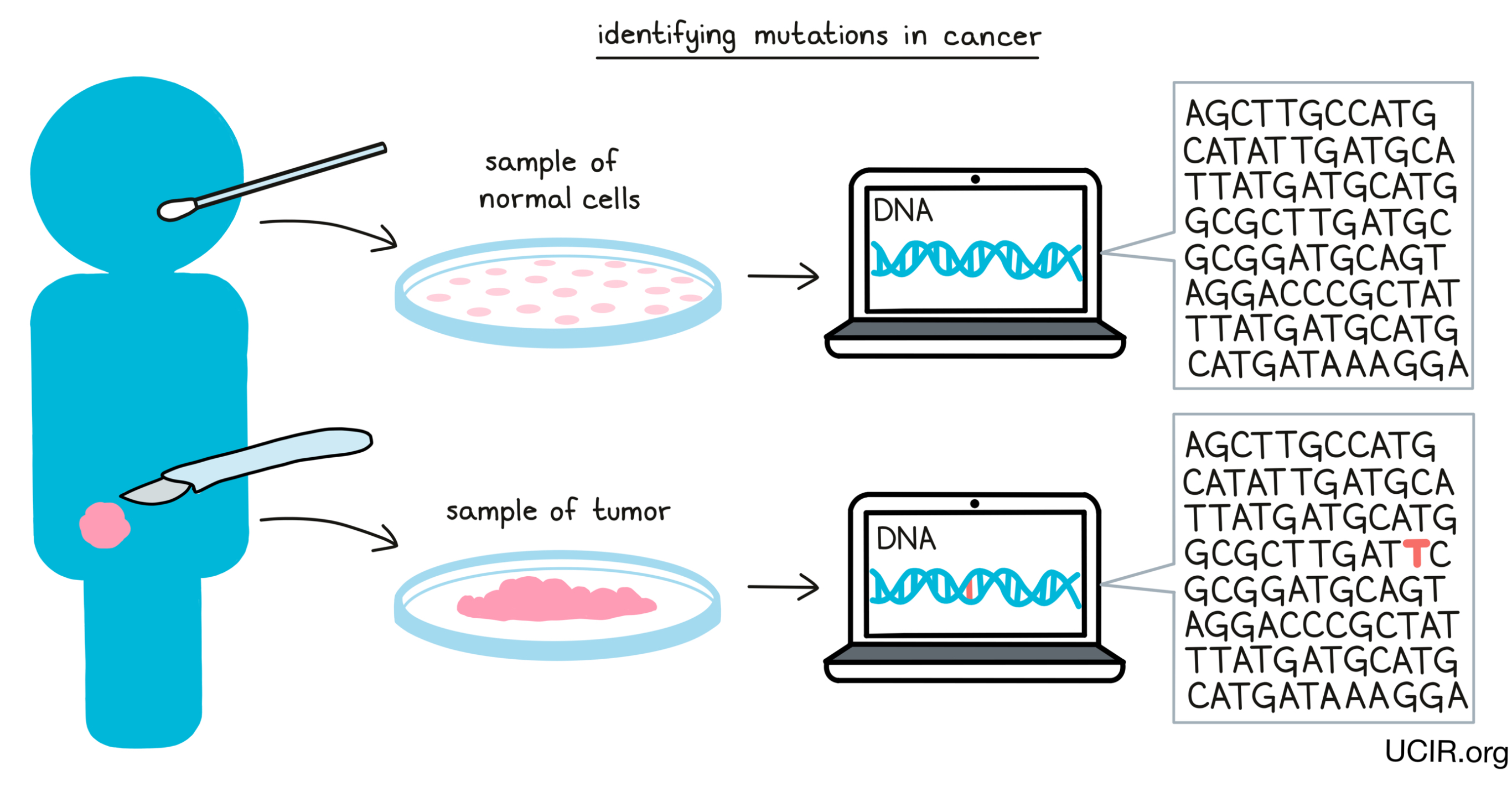Illustration showing how mutations in cancer are identified