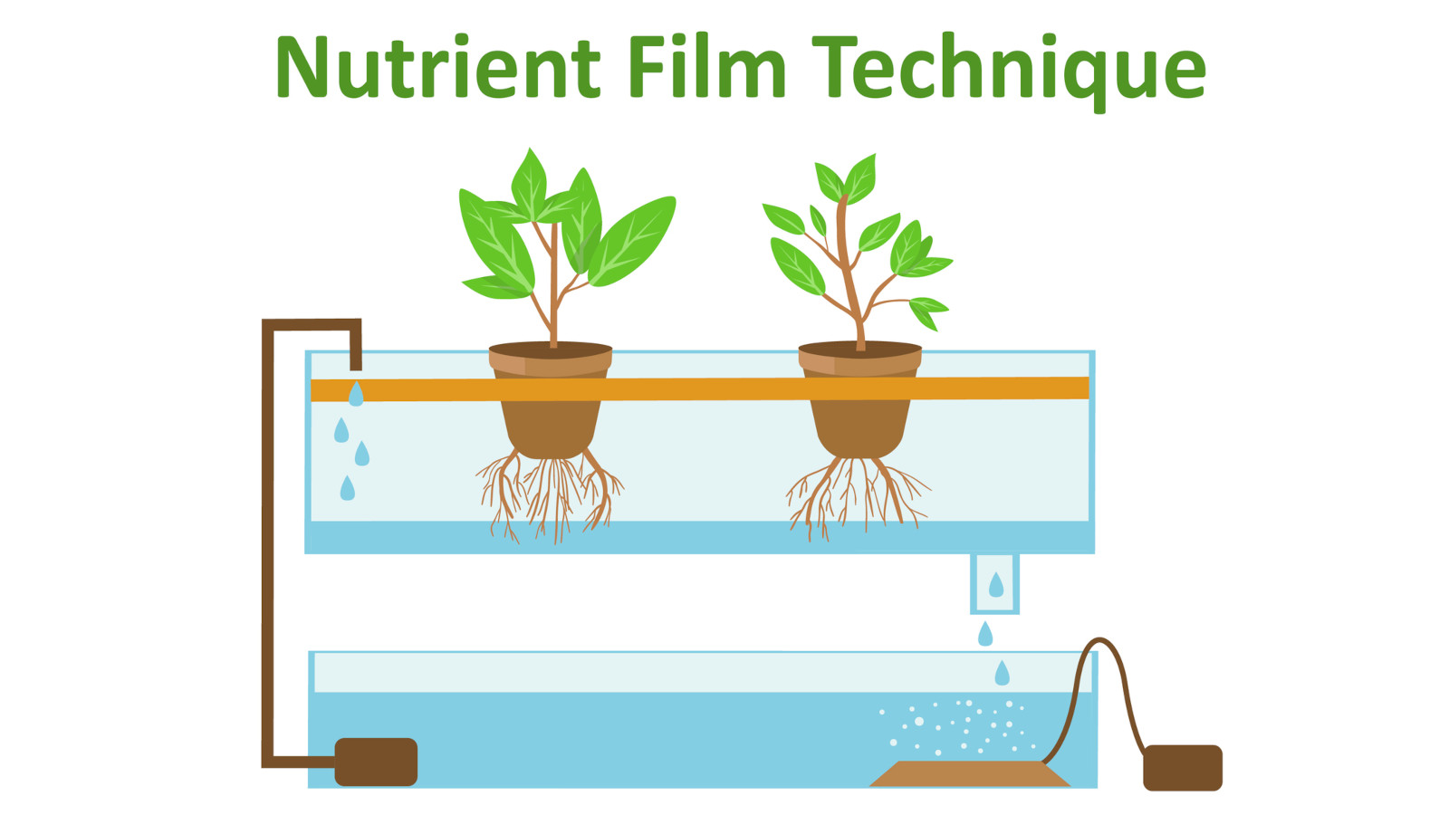 Hydroponic Nutrient Film Technique