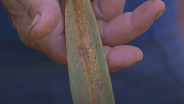 Sample of garlic rust on a leaf