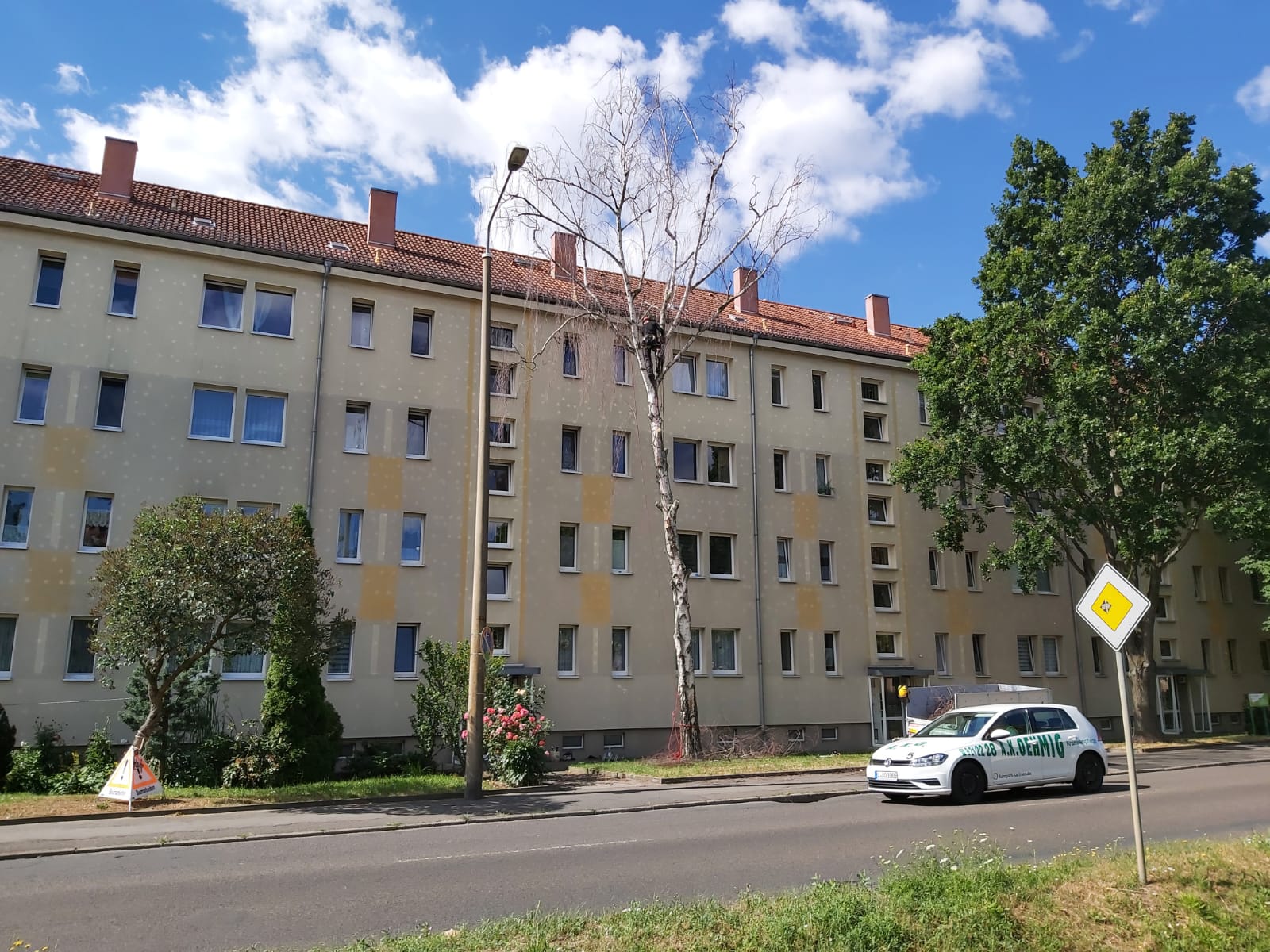 Baumfällung einer Birke in Leipzig/Mockau