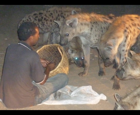 Ethiopia Hyenas 30