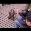 China Monkeys 26