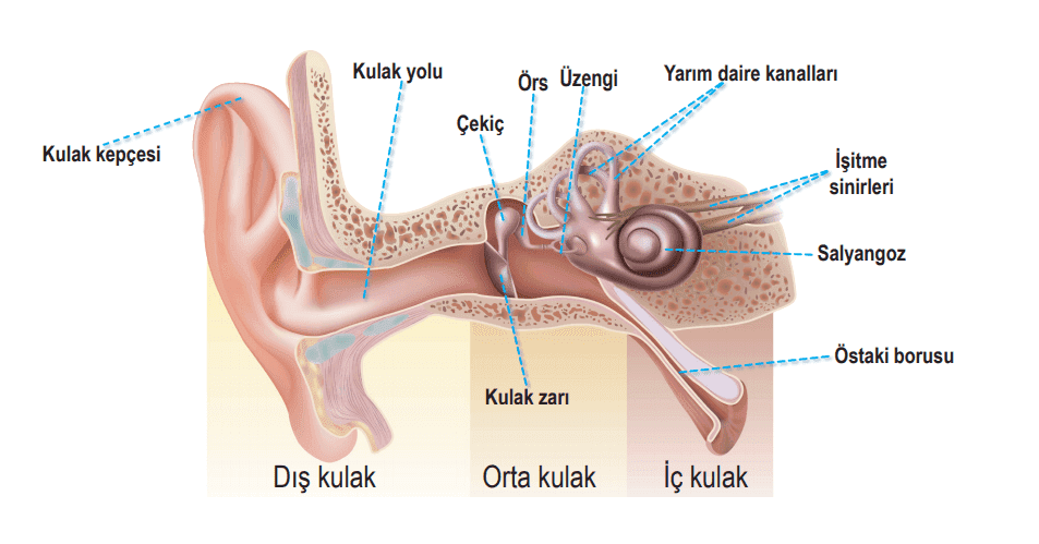 Duyu Organları II: Burun, Kulak ve Dil