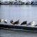 A group of Herring Gulls on Midyell Pier
