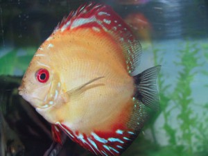 Discus Fish Breeding - Simple Ways to Breed Your Fish