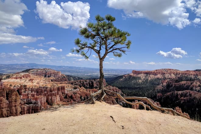 A small pine tree growing right on the rim of Bryce Canyon. The rim has been washed away from below the tree, such that it now stands on its roots, as if it were about to walk away. The red and white rock pillars of Bryce Canyon can be seen beyond it.