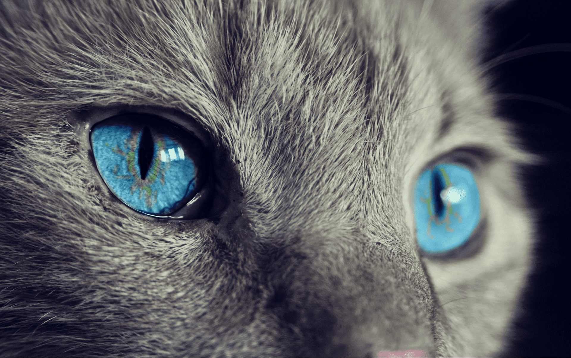 Image d'un chat aux yeux bleus