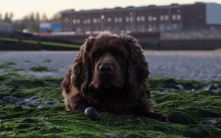 Bruno the Sussex spaniel laying on some green seaweed with a stone between his front paws.
