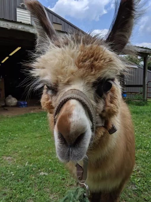A llama named Elsa