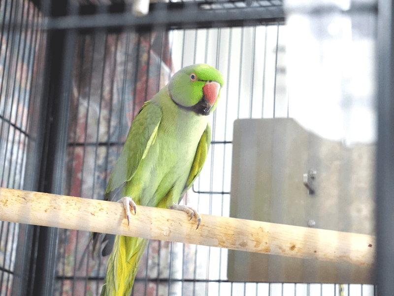 Green parrot sitting on the perch