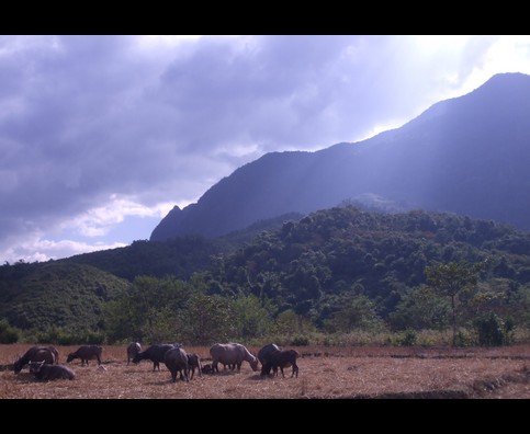 Laos Animals 11