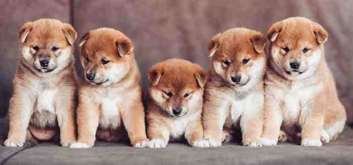 Cinque cuccioli di Shiba Inu
