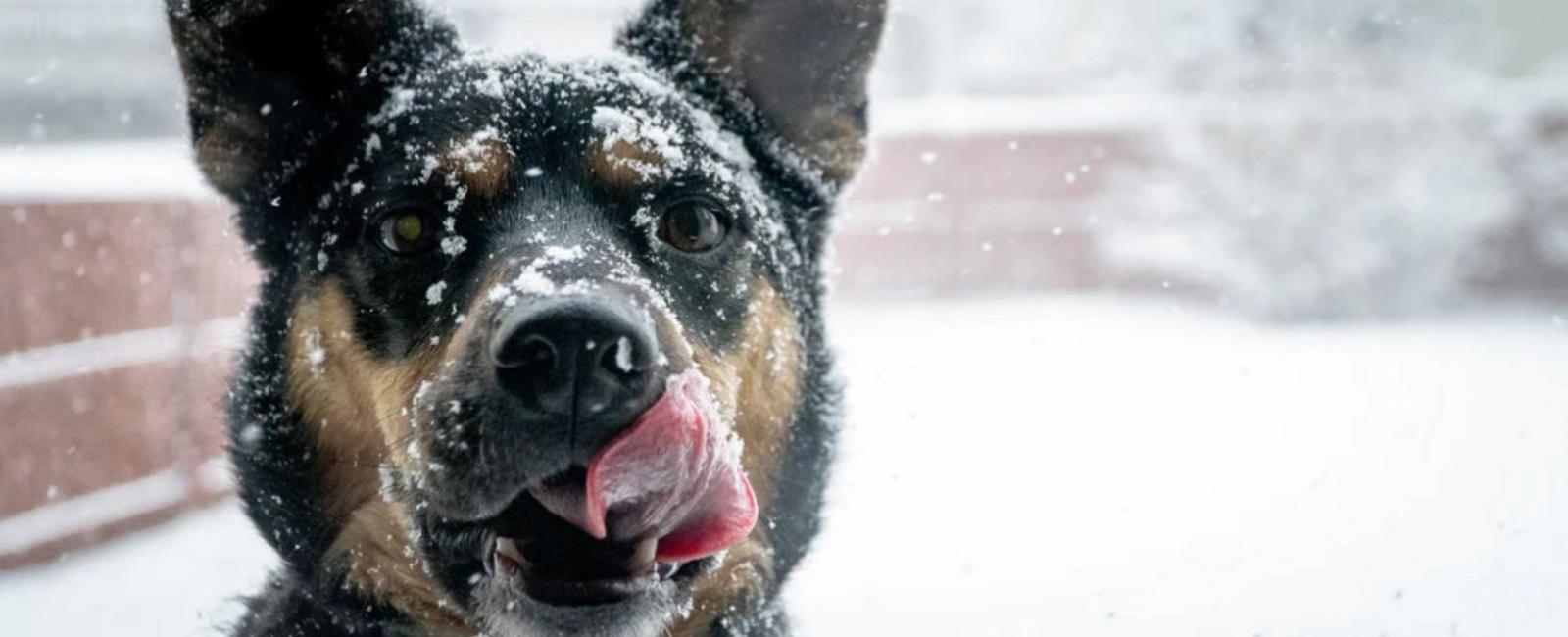 Dog's Ears Are Cold? Here's What to Do
