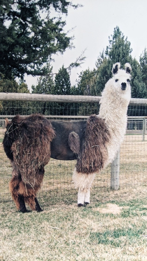An image of a llama named Source