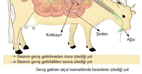 Sindirim Sistemine Giriş ve Temel Kavramlar