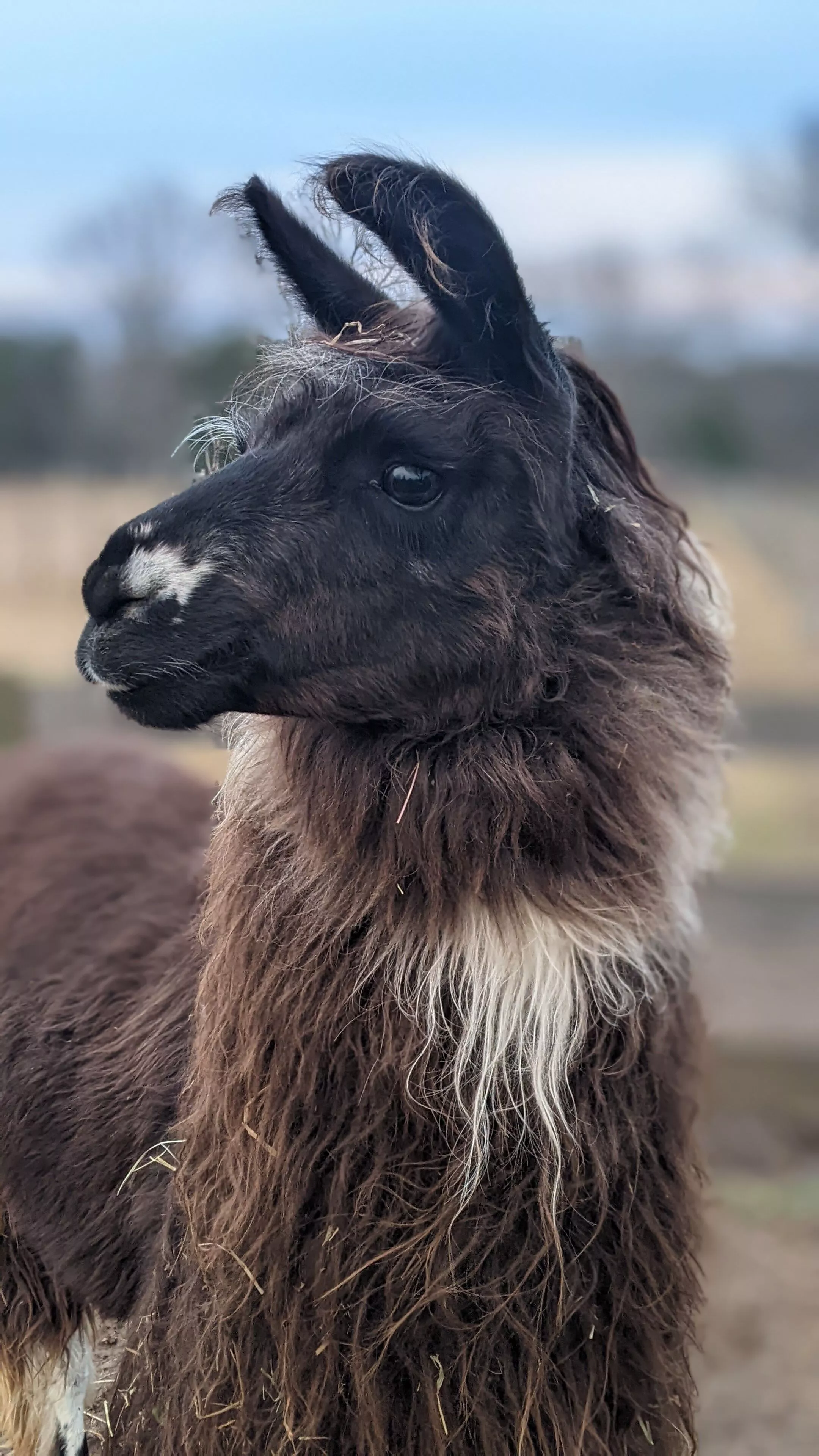 A portrait image of a llama named OK Boomer