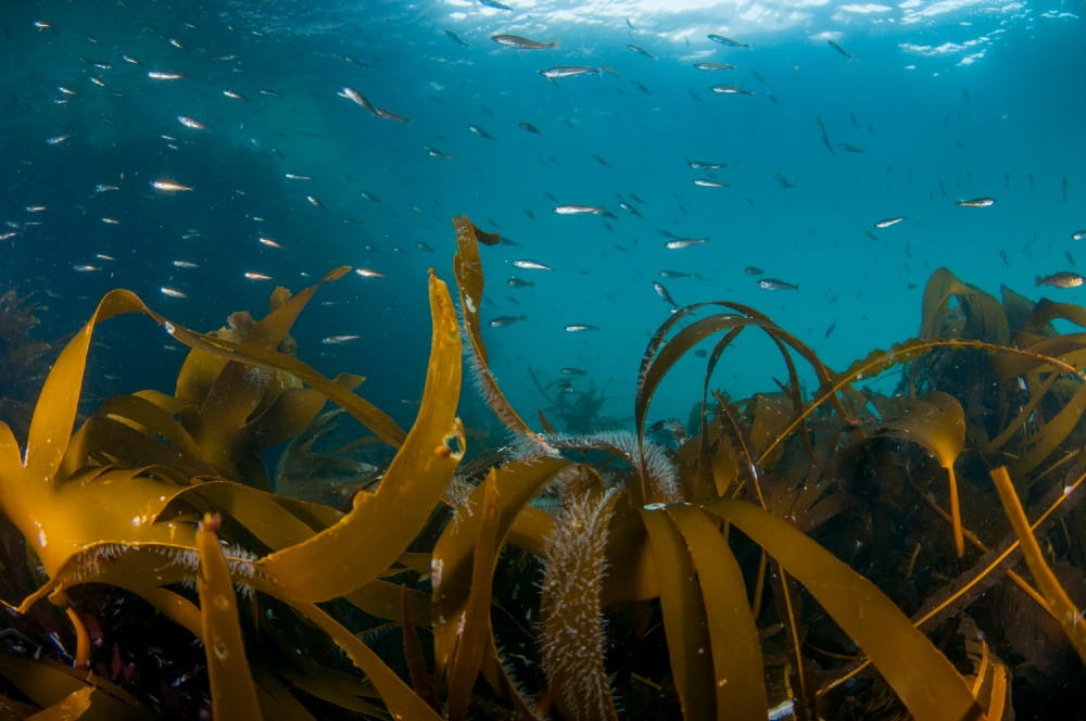 Saithe or coalfish <em>(Pollachius virens)</em> above kelp beds