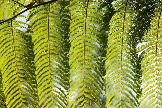 Fern Motif 2, 