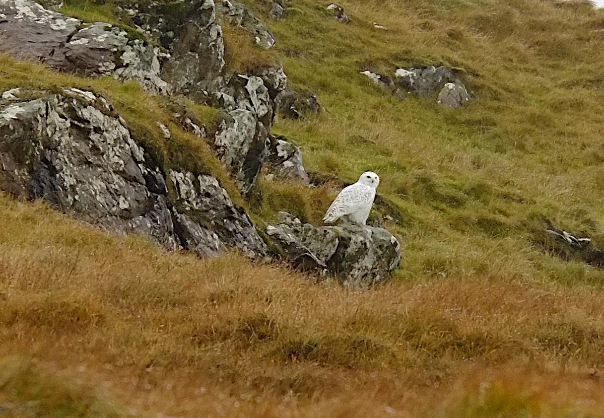 Snowy owl Fetlar