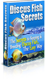 Discus Fish Secrets.