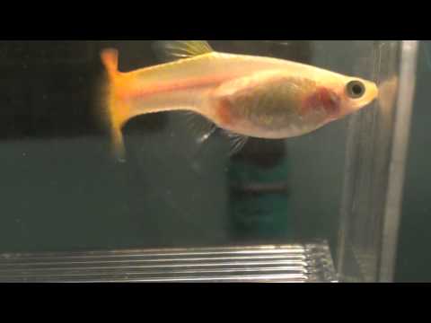 Pregnant Guppies and Their Gestation Period