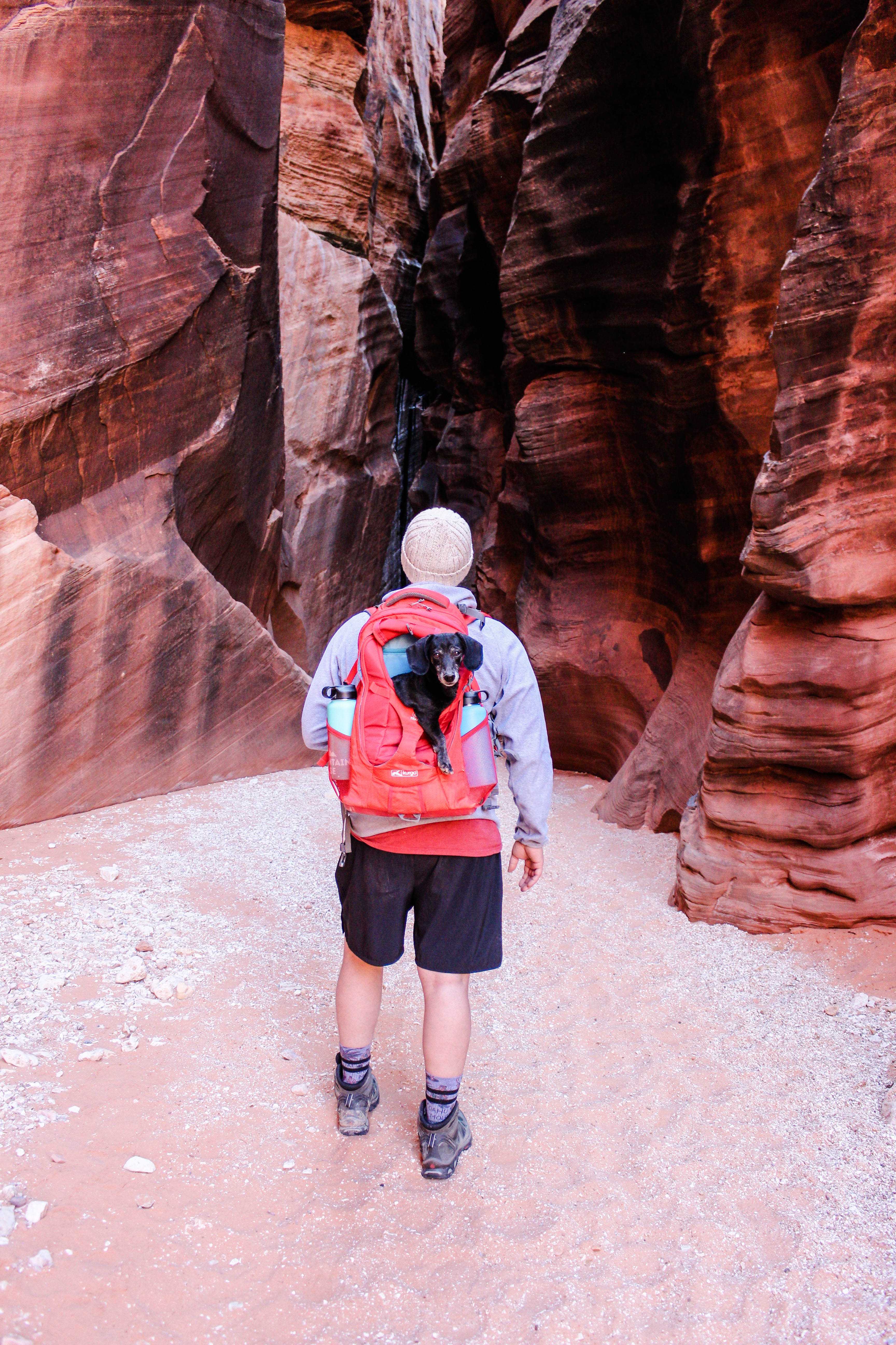 Miles of Adventures:  Kurgo G-Train Dog Carrier Backpack Review