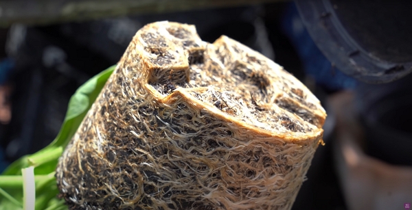 Very good-looking roots after 40 days