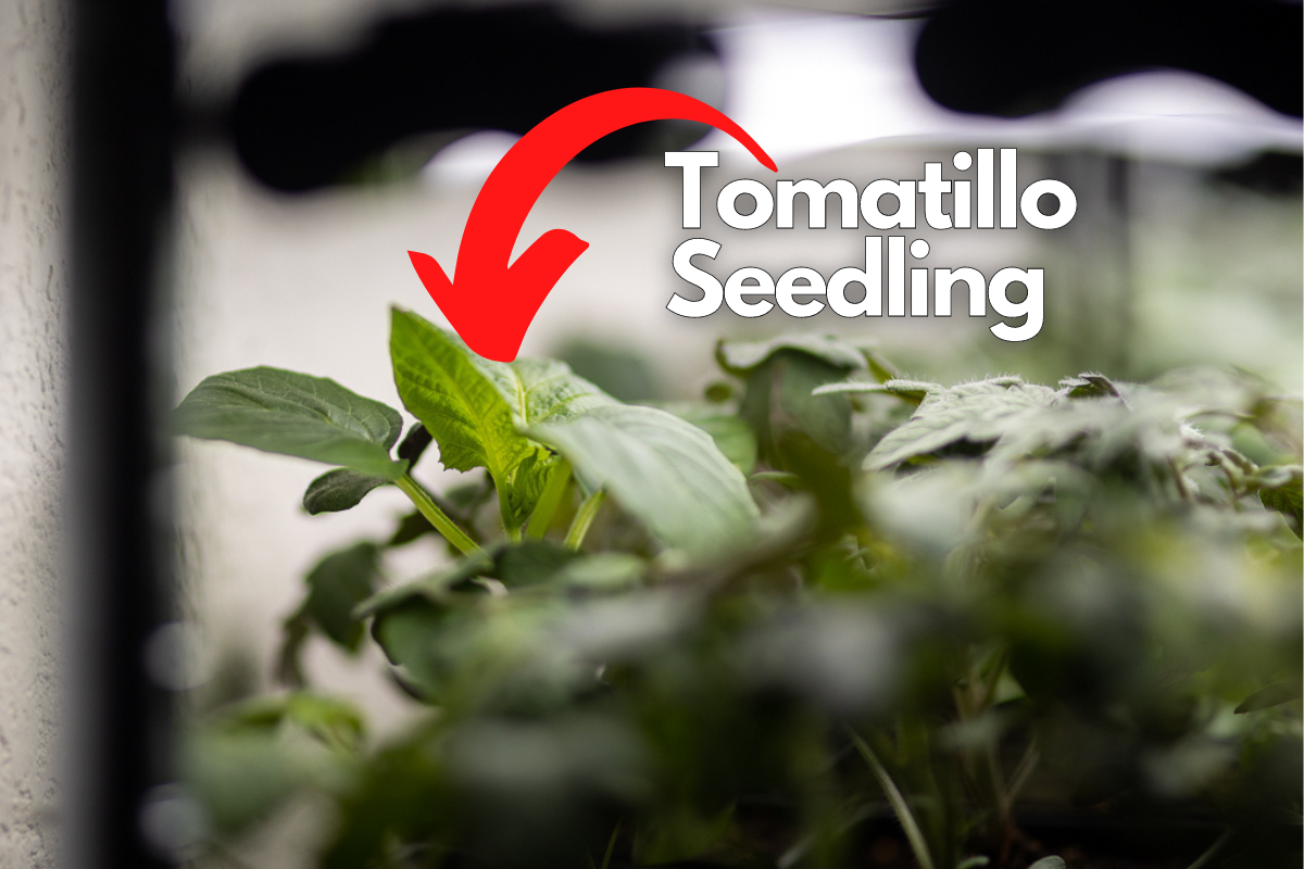 tomatillo seedling