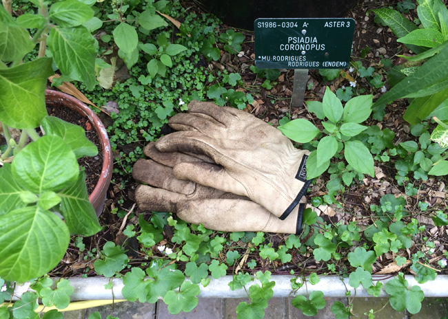 Gloves at the Botanical Garden