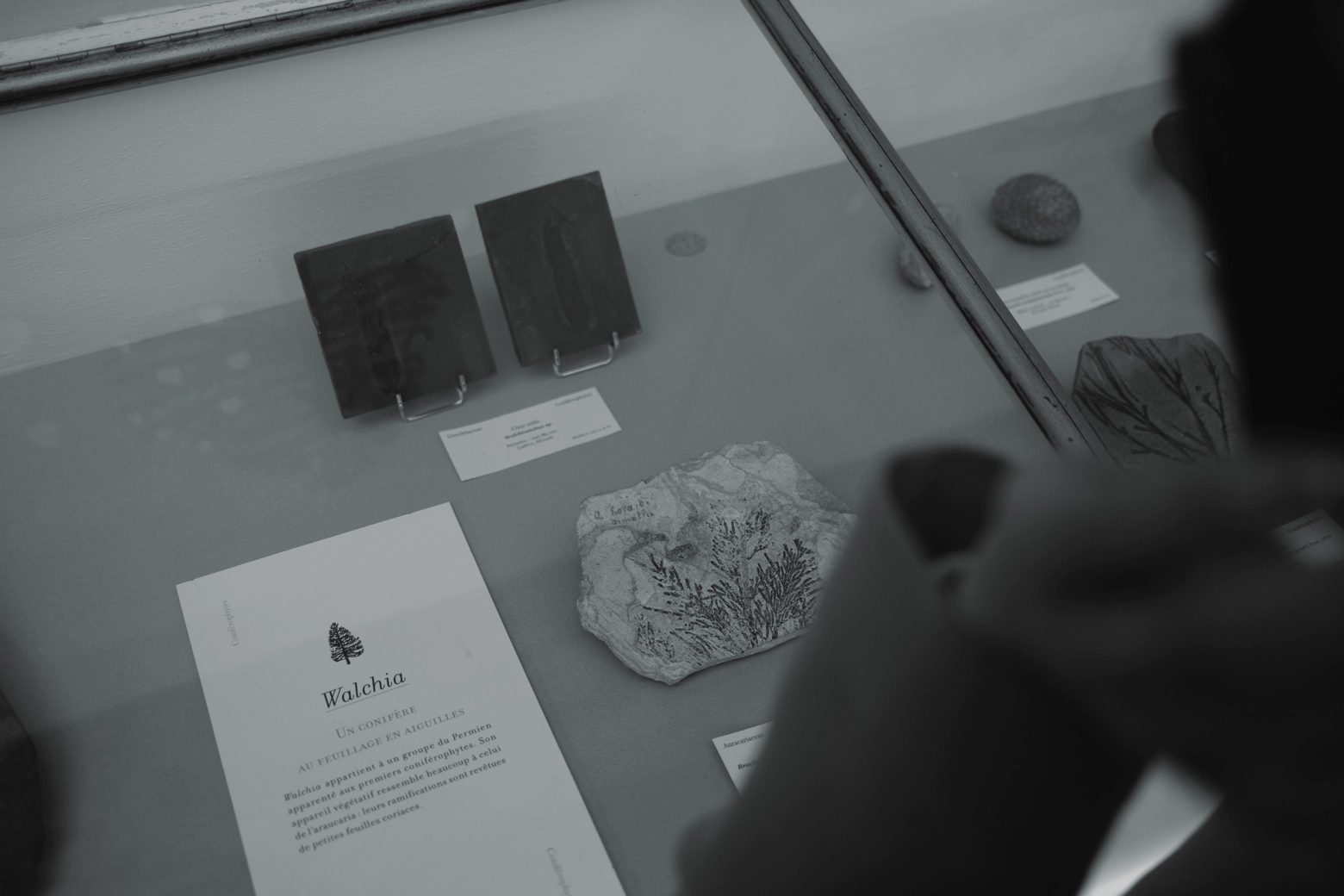 A glass case of ancient fossils and the shoulder of a woman looking at the material