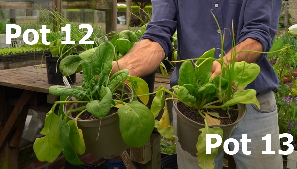 Pot 12 outperformed pot 13