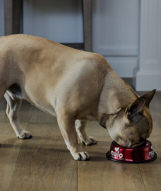 A dog eating from his bowl