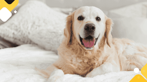 New Pet Mapping Tool Feature Added to Pet Management Platform OurPetPolicy