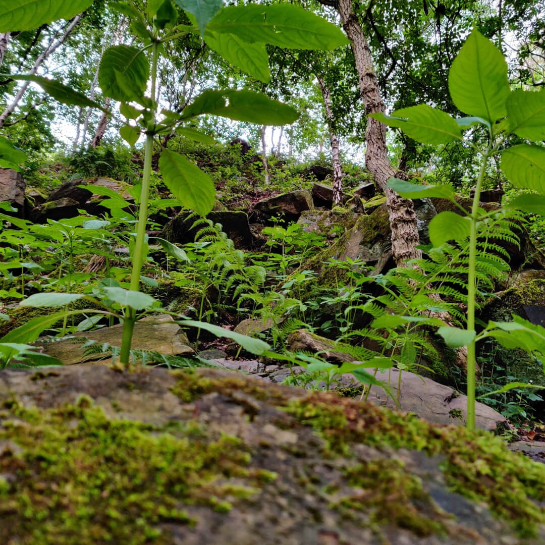 Post Hill Nature Reserve ferns