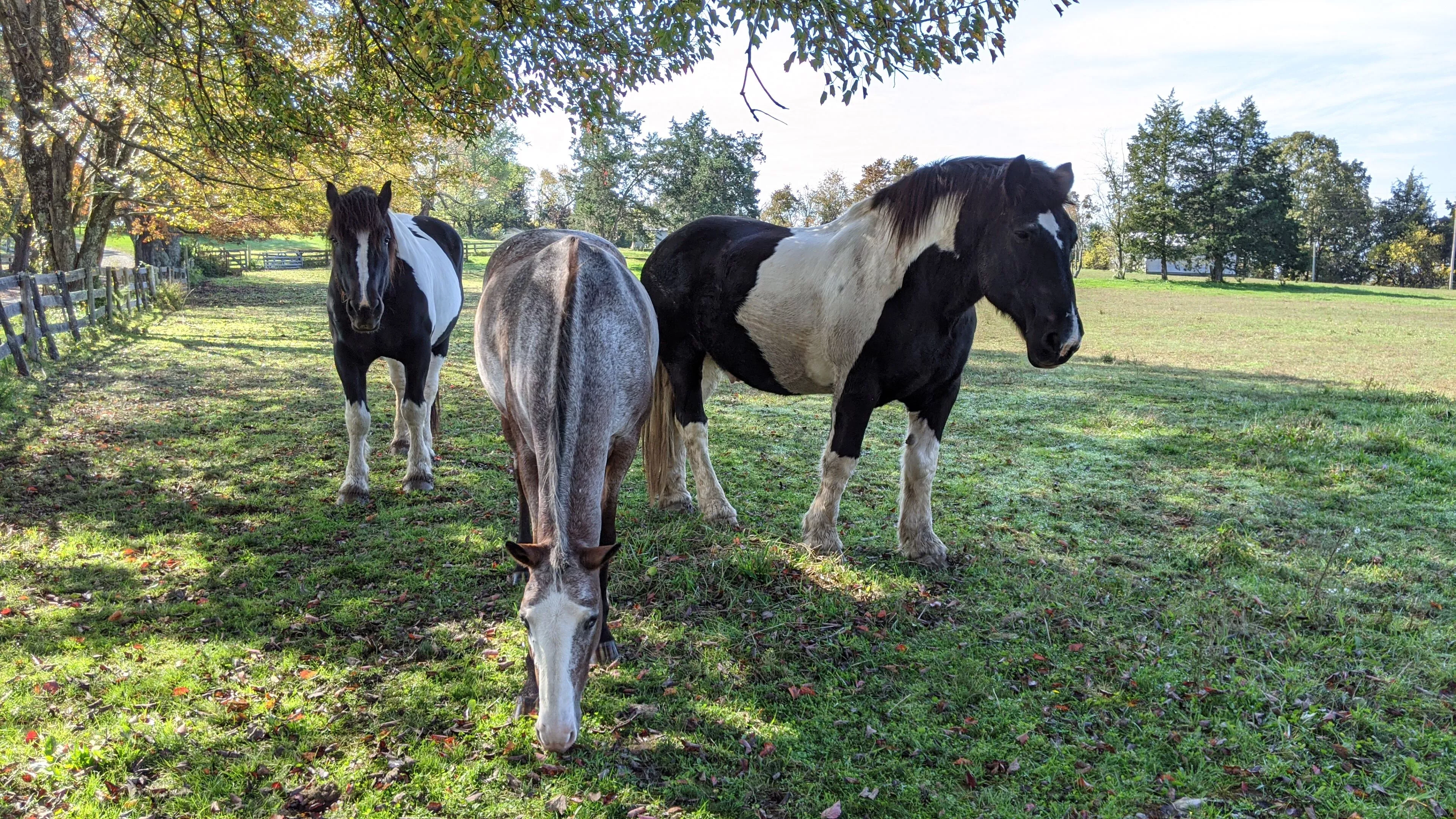 An image of three horses named Jack, Oreo and Coco
