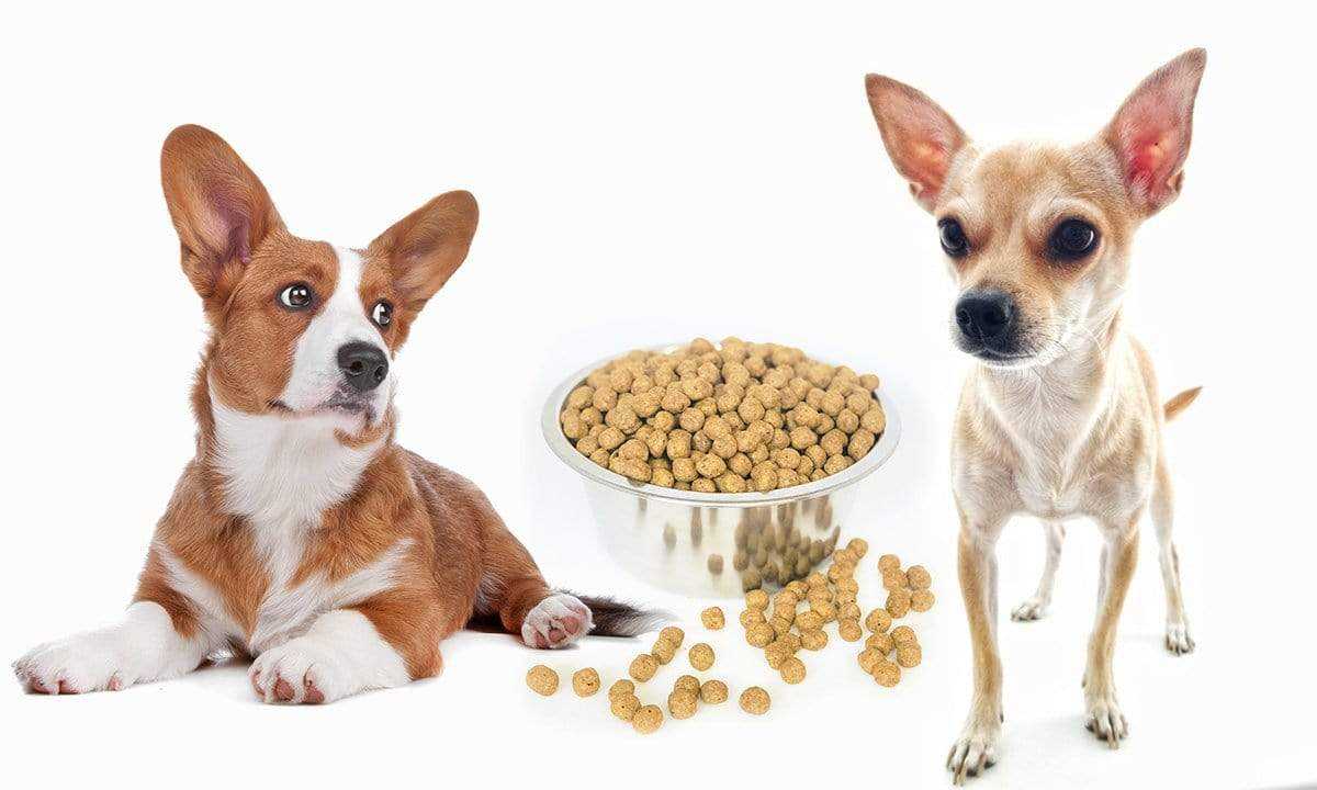everything you need to know about yeast in dog food