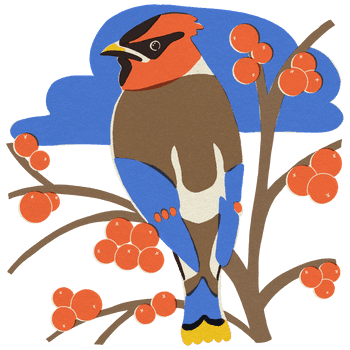 BESIDE_BIRDS_2021_cedar_waxwing.png