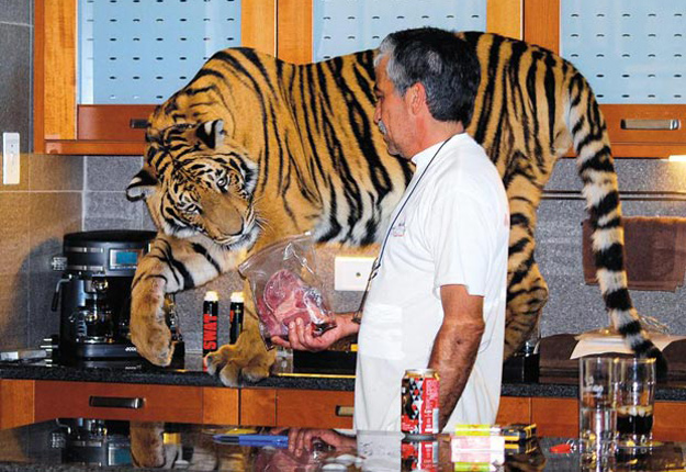 Tiger in the kitchen