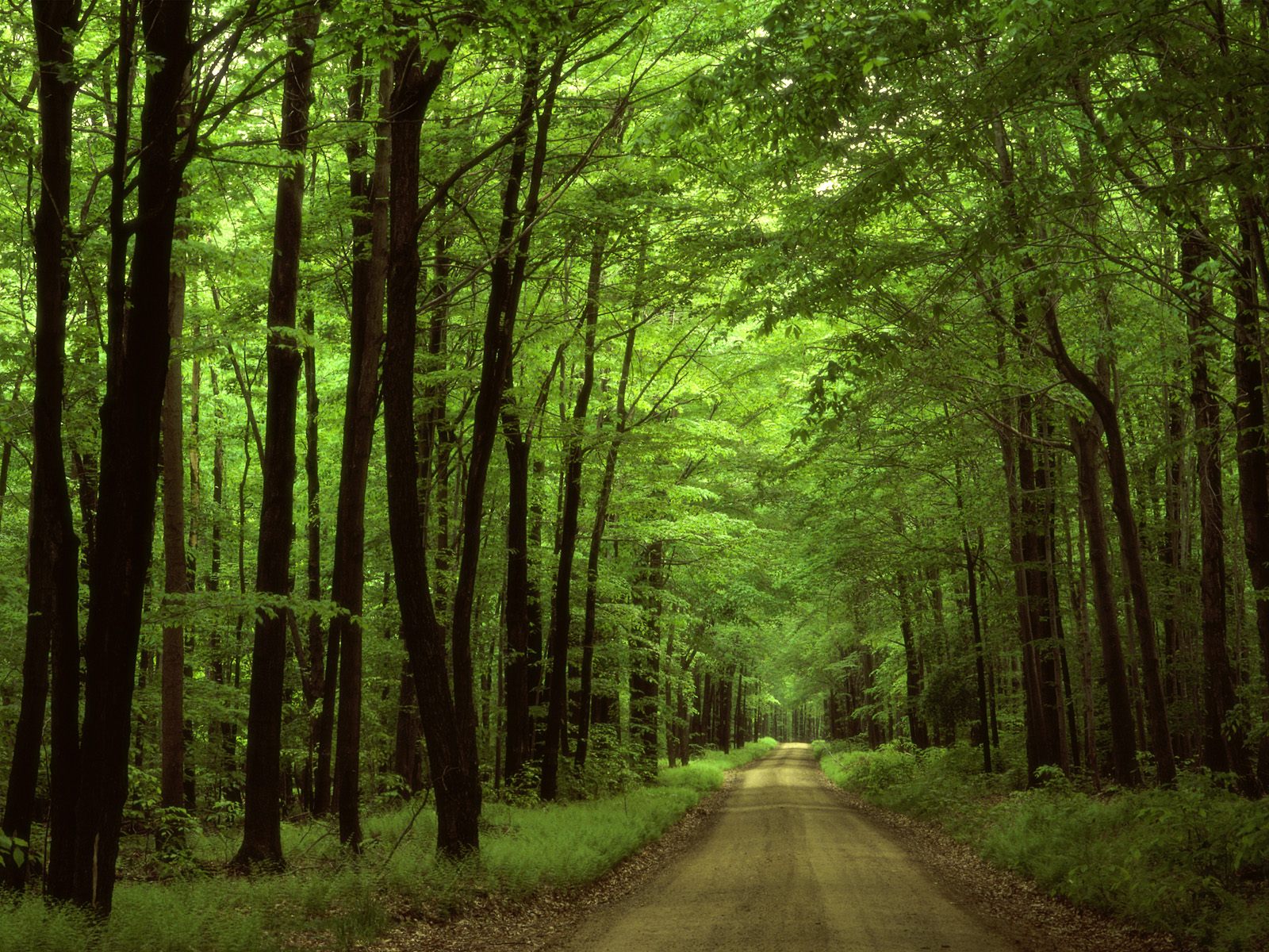 Forest_Allegheny_Road.jpg