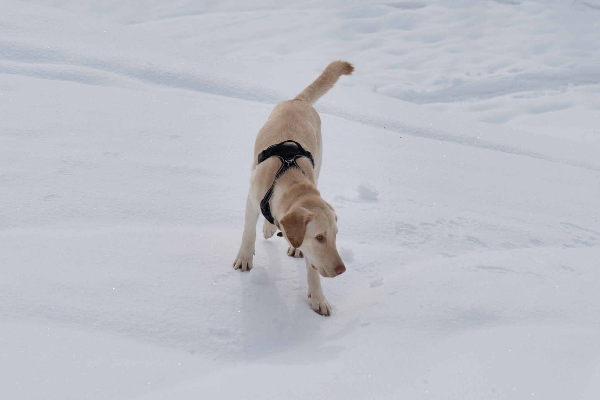Mochi in the Snow