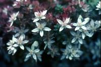 English Stonecrop flowers, both red & white