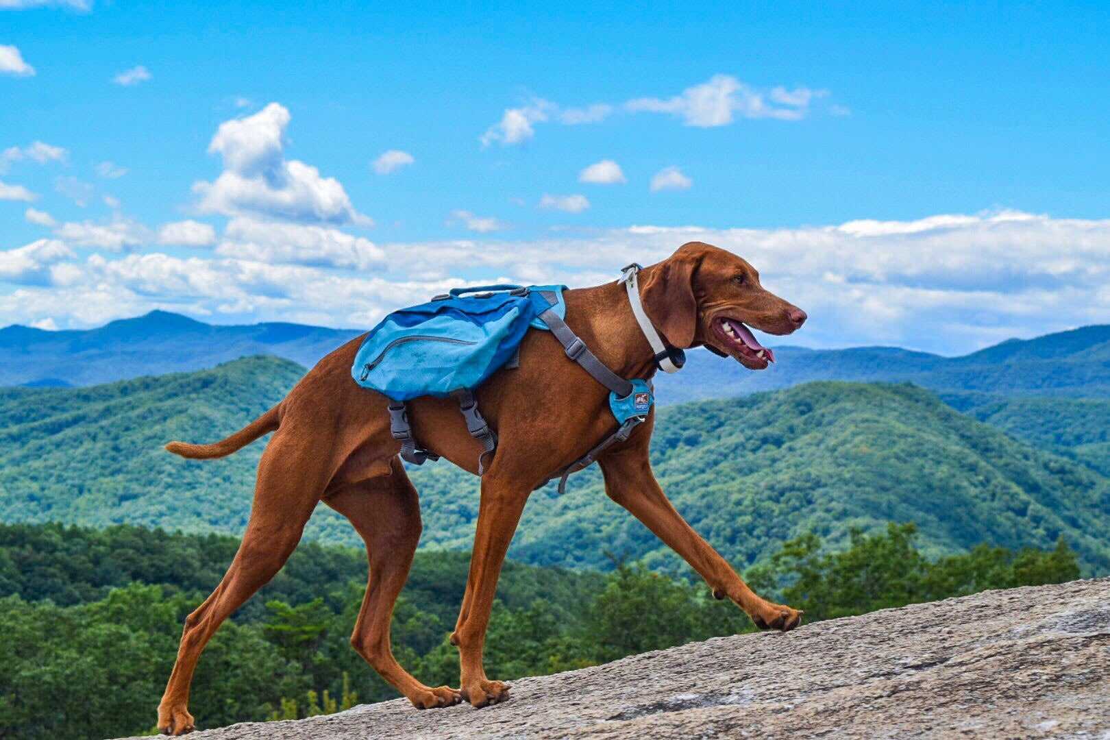Dog-Friendly Hikes: South Carolina