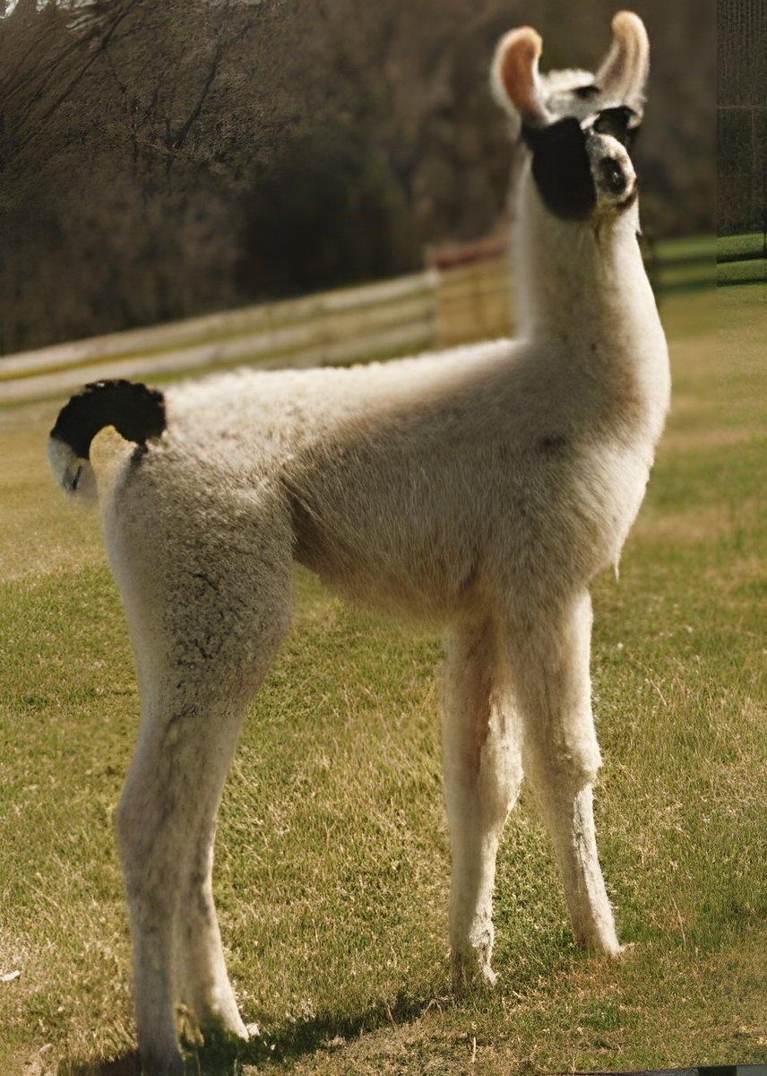 An image of a llama named Suntreader