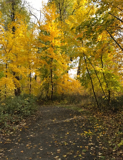 A trail with lots of trees all in yellow for fall